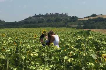 San Gimignano to Siena bike tour - Sunflowers in Tuscany | bikeinflorence.com