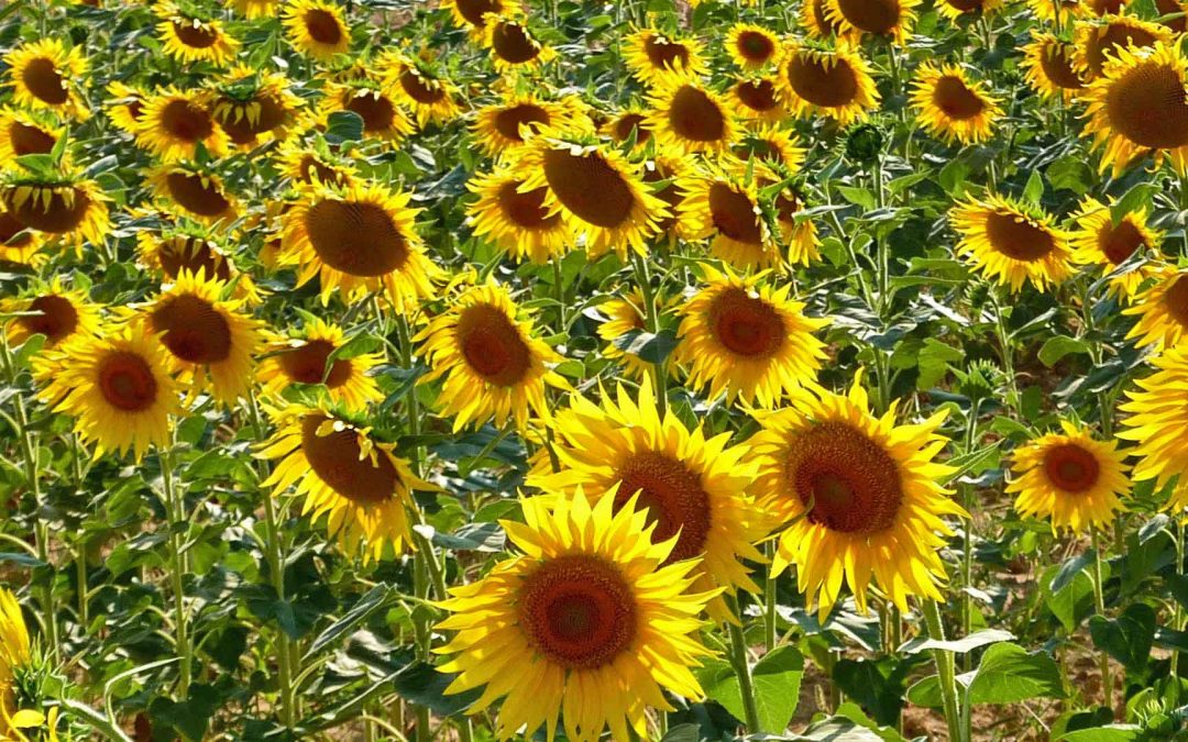 sunflowers tour in tuscany
