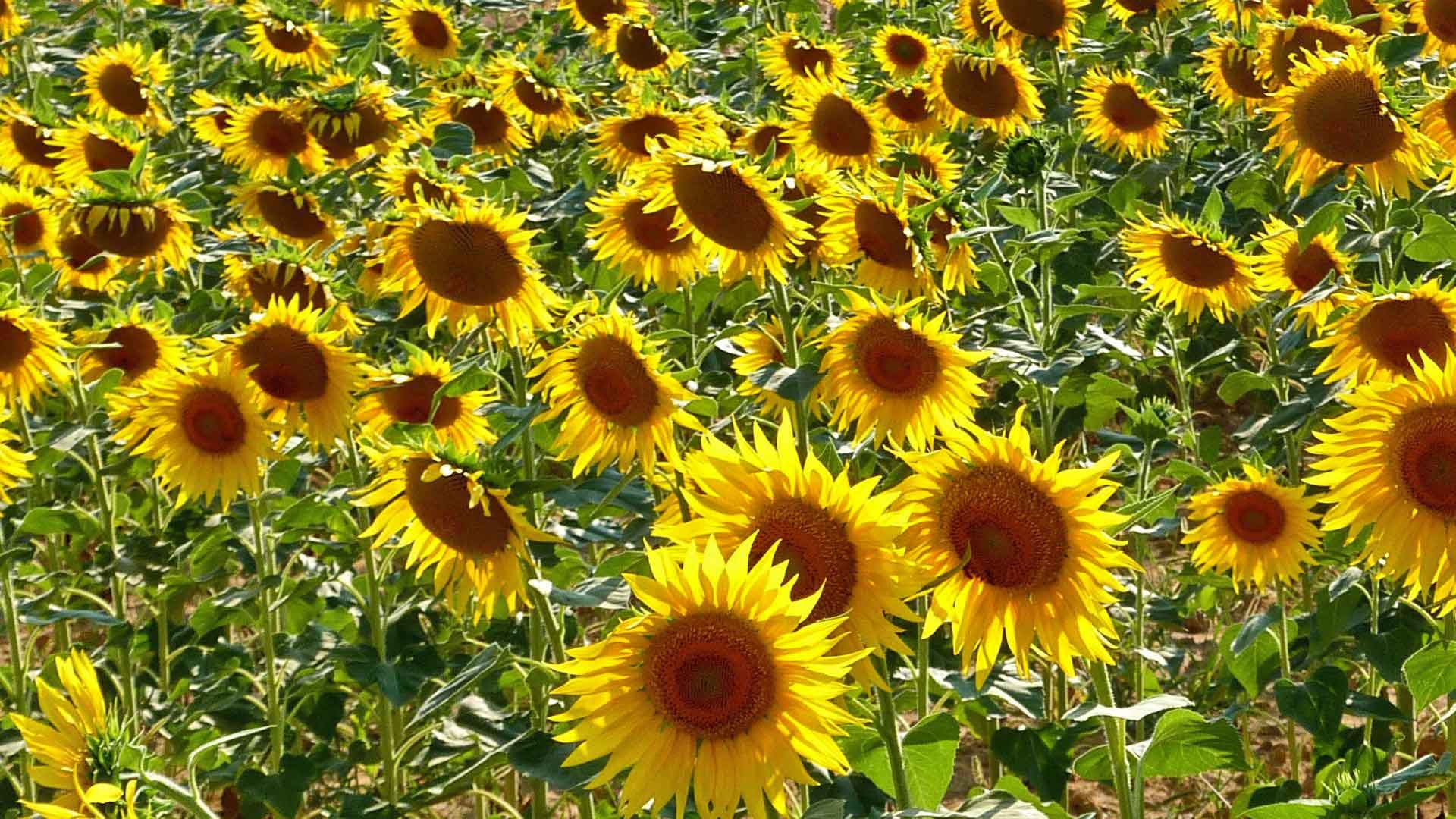 Sunflower Tour In Tuscany My Favorite Bikeinflorence