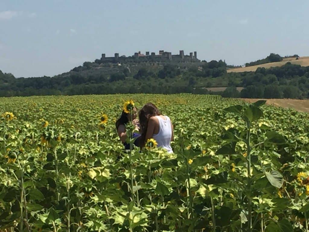 Sunflowers - Bike Florence&Tuscany