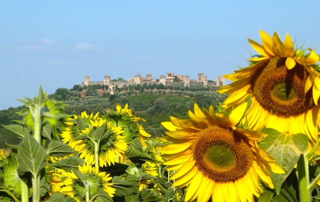 Sunflowers in Tuscany on the Bike Tour San Gimignano to Siena
