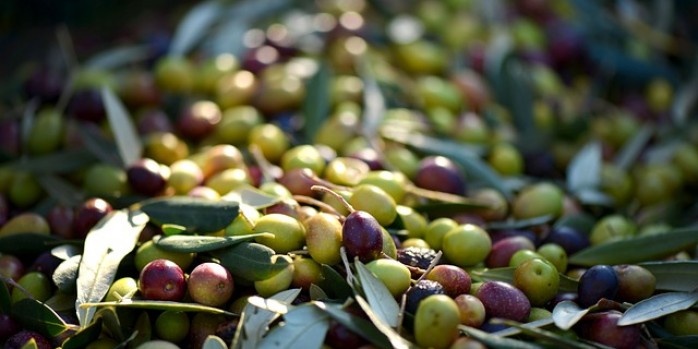 Extra Virgin Olive Oil in the Tuscan culture :: Bike Florence and Tuscany