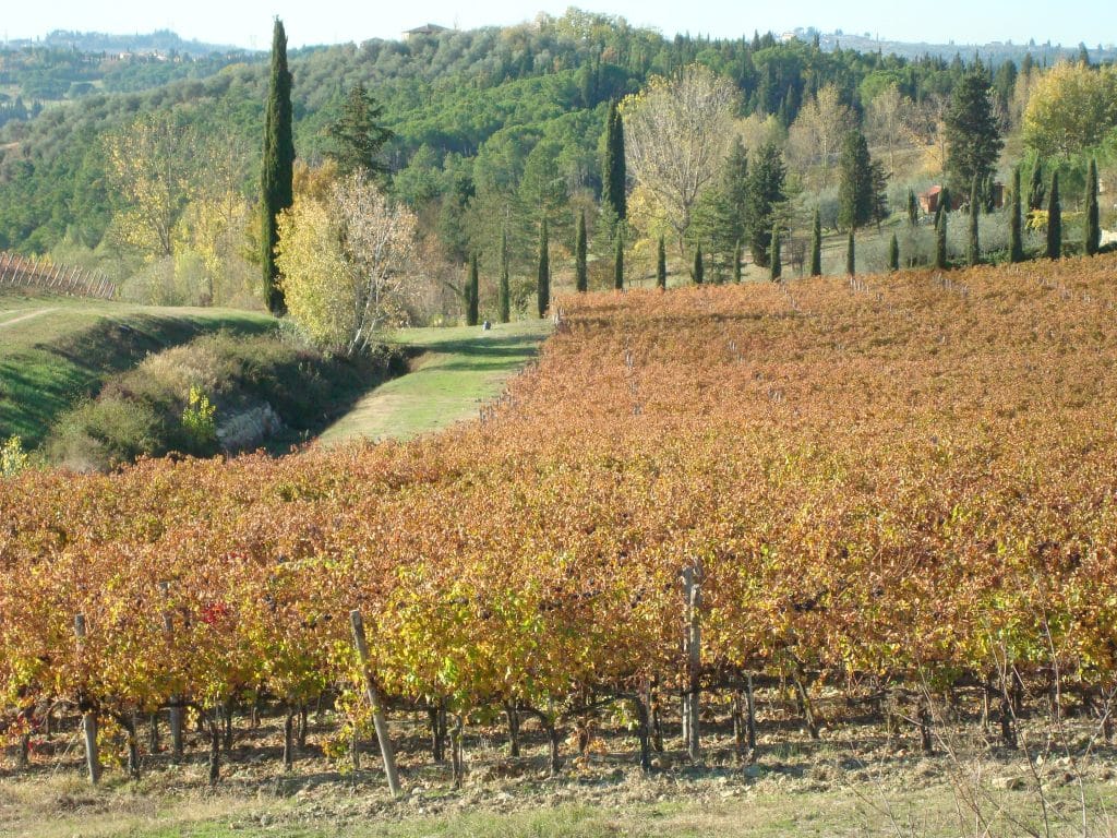 Tuscany in fall for travelers means grape & Olive Oil harvest