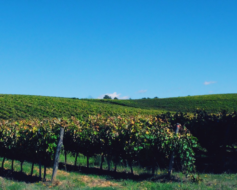 Bike in Florence & Tuscany: Vineyards under the Tuscan Sun