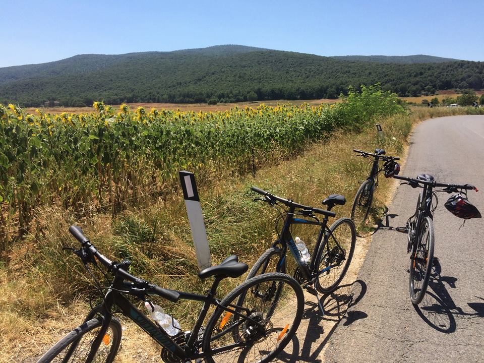 Sunflowers in Tuscany with Bike Florence & Tuscany