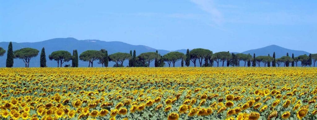 Sunflowers near the coast of Tuscan with Bike in Florence & Tuscany