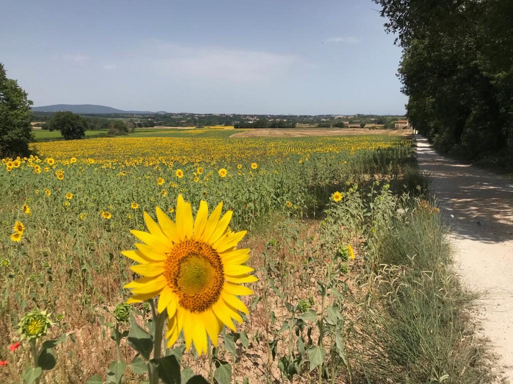 Great Sunflower Tour Ideas in Tuscany :: Bike Florence & Tuscany
