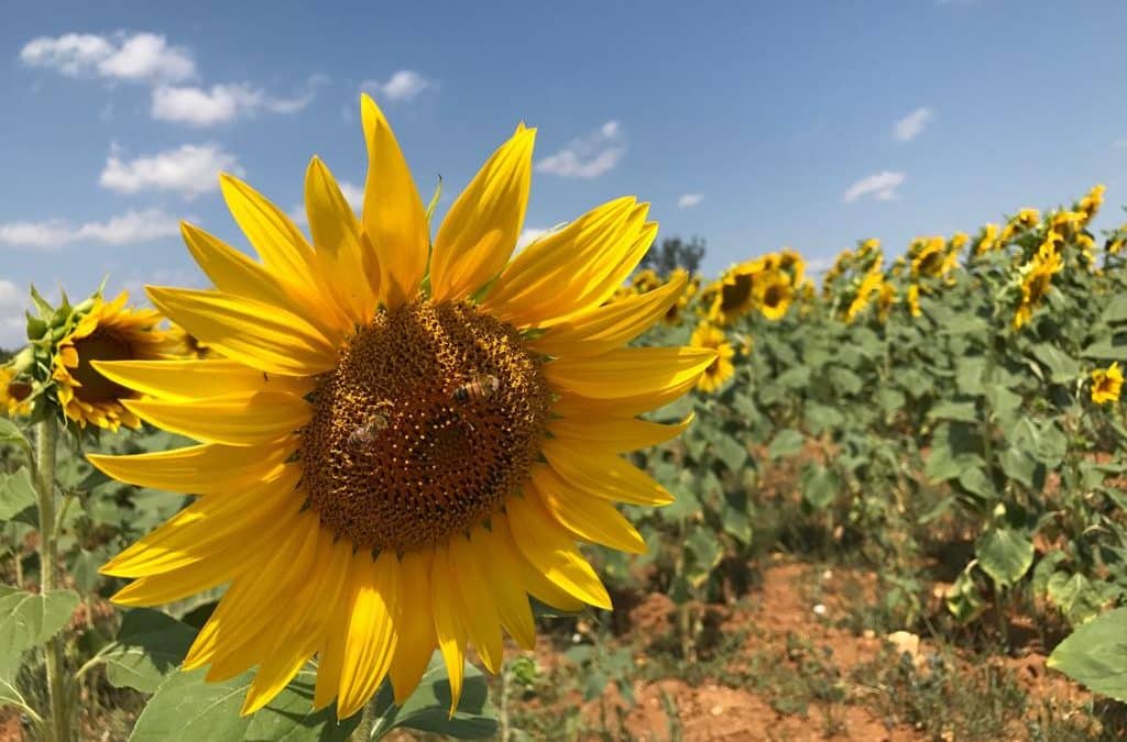 Sunflower tour in Tuscany