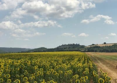 sunflower tours monteriggione bike florence and tuscany