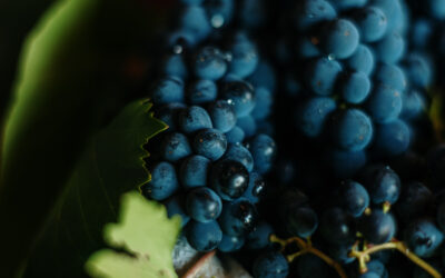 Von Chianti Classico bis Super Tuscan